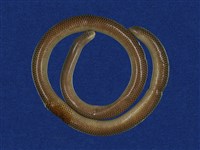 藏品(盲蛇)的圖片